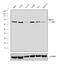 Protein Arginine Methyltransferase 5 antibody, MA1-25470, Invitrogen Antibodies, Western Blot image 