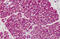 Slit Guidance Ligand 1 antibody, MBS240983, MyBioSource, Immunohistochemistry frozen image 