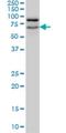 Nucleolar And Coiled-Body Phosphoprotein 1 antibody, H00009221-M02, Novus Biologicals, Western Blot image 