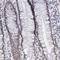 TATA-Box Binding Protein Associated Factor 1 antibody, NBP1-90036, Novus Biologicals, Immunohistochemistry frozen image 