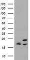 Mitochondrial Ribosomal Protein L58 antibody, NBP2-45747, Novus Biologicals, Western Blot image 