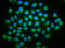 TRNA-YW Synthesizing Protein 5 antibody, LS-C681649, Lifespan Biosciences, Immunofluorescence image 