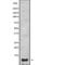 Apolipoprotein C3 antibody, abx148246, Abbexa, Western Blot image 