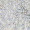 Proteasome 26S Subunit, ATPase 3 antibody, 18-431, ProSci, Immunohistochemistry frozen image 