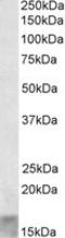 Short Coiled-Coil Protein antibody, LS-C139728, Lifespan Biosciences, Western Blot image 