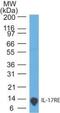 Interleukin 17 Receptor E antibody, MA5-24806, Invitrogen Antibodies, Flow Cytometry image 