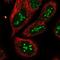 Reticulocalbin 3 antibody, NBP2-13213, Novus Biologicals, Immunofluorescence image 