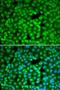 Fibrillarin antibody, LS-C748539, Lifespan Biosciences, Immunofluorescence image 