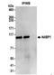 NEDD4 Binding Protein 1 antibody, NBP2-37688, Novus Biologicals, Immunoprecipitation image 