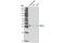 Pim-3 Proto-Oncogene, Serine/Threonine Kinase antibody, 4165T, Cell Signaling Technology, Western Blot image 