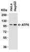 Activating Transcription Factor 6 antibody, 3683, ProSci, Western Blot image 