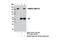 SWI/SNF Related, Matrix Associated, Actin Dependent Regulator Of Chromatin Subfamily C Member 1 antibody, 11956S, Cell Signaling Technology, Immunoprecipitation image 