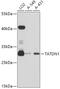 TatD DNase Domain Containing 1 antibody, 14-263, ProSci, Western Blot image 