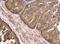 Calpain 2 antibody, NBP2-15675, Novus Biologicals, Immunohistochemistry frozen image 