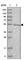 Tubulin Delta 1 antibody, HPA027090, Atlas Antibodies, Western Blot image 