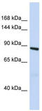 Rho GTPase Activating Protein 45 antibody, TA334447, Origene, Western Blot image 