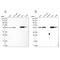 Leucine Aminopeptidase 3 antibody, NBP1-82848, Novus Biologicals, Western Blot image 