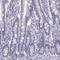 Trichohyalin Like 1 antibody, NBP2-56332, Novus Biologicals, Immunohistochemistry frozen image 