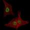 Fibroblast Growth Factor Receptor 4 antibody, LS-C97524, Lifespan Biosciences, Immunofluorescence image 