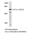 Guanylate Cyclase 1 Soluble Subunit Alpha 1 antibody, LS-C177711, Lifespan Biosciences, Western Blot image 