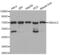 DnaJ Heat Shock Protein Family (Hsp40) Member C2 antibody, abx003486, Abbexa, Western Blot image 