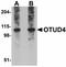 OTU Deubiquitinase 4 antibody, LS-B4996, Lifespan Biosciences, Western Blot image 