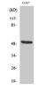 Keratin 15 antibody, A06791-3, Boster Biological Technology, Western Blot image 