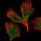 TATA-Box Binding Protein Associated Factor 10 antibody, HPA004148, Atlas Antibodies, Immunofluorescence image 