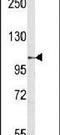 Semaphorin 5A antibody, PA5-12278, Invitrogen Antibodies, Western Blot image 