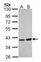 Protein Phosphatase 1 Catalytic Subunit Gamma antibody, orb74174, Biorbyt, Western Blot image 