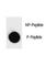 Poly(ADP-Ribose) Polymerase 1 antibody, F48732-0.4ML, NSJ Bioreagents, Dot Blot image 