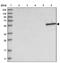 Keratin 4 antibody, NBP2-33984, Novus Biologicals, Western Blot image 