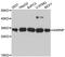 SAP domain-containing ribonucleoprotein antibody, A13701, ABclonal Technology, Western Blot image 