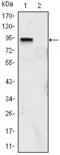 Kruppel Like Factor 4 antibody, GTX82798, GeneTex, Western Blot image 