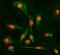 Peptidylprolyl Isomerase E antibody, M08021-1, Boster Biological Technology, Immunofluorescence image 