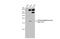 Human Papilloma virus antibody, GTX133411, GeneTex, Western Blot image 