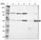 Interferon Regulatory Factor 9 antibody, NBP1-81577, Novus Biologicals, Western Blot image 