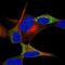 NAC Alpha Domain Containing antibody, HPA020981, Atlas Antibodies, Immunofluorescence image 