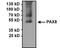 Paired Box 8 antibody, NBP2-29907, Novus Biologicals, Immunoprecipitation image 
