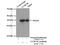 Coiled-Coil Domain Containing 59 antibody, 26387-1-AP, Proteintech Group, Immunoprecipitation image 