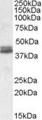 NudE Neurodevelopment Protein 1 Like 1 antibody, PA5-19082, Invitrogen Antibodies, Western Blot image 