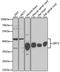 Sirtuin 2 antibody, A12575, ABclonal Technology, Western Blot image 