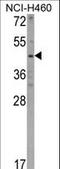 Kynureninase antibody, LS-C165658, Lifespan Biosciences, Western Blot image 