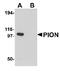 Gamma-Secretase Activating Protein antibody, MBS151476, MyBioSource, Western Blot image 