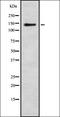 Interleukin 27 Receptor Subunit Alpha antibody, orb378133, Biorbyt, Western Blot image 