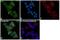 Glycoprotein VI Platelet antibody, PA5-20582, Invitrogen Antibodies, Immunofluorescence image 