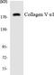 Collagen Type V Alpha 1 Chain antibody, LS-C286284, Lifespan Biosciences, Western Blot image 