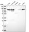 Ecotropic Viral Integration Site 5 Like antibody, HPA043563, Atlas Antibodies, Western Blot image 