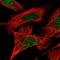 Dedicator Of Cytokinesis 1 antibody, HPA048692, Atlas Antibodies, Immunofluorescence image 