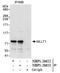 MLLT1 Super Elongation Complex Subunit antibody, NBP1-26652, Novus Biologicals, Immunoprecipitation image 